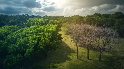 A lush green forest transforming into dry, withered trees, capturing the alarming signs of climate change as healthy ecosystems deteriorate into lifeless environments.