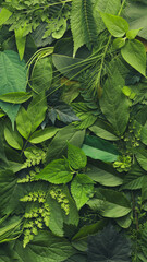 Wall Mural - foliage background with a variety of vibrant plant leaves showing a diverse ecosystem and the biodiv
