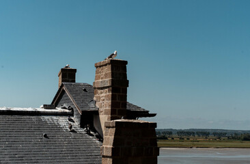 bird on a roof of an ancient house