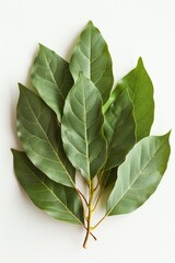 Wall Mural - Close-up of lush green leaves on a clean white background