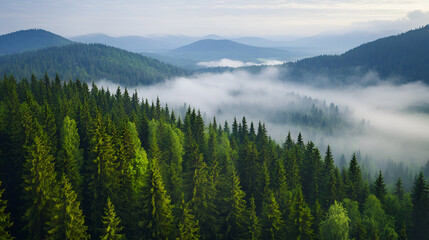 Poster - Misty Mountain Forest Landscape - Perfect for Your Travel Blog or Nature Documentary