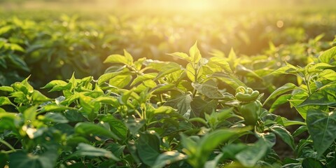 Wall Mural - Cultivating Green or Sweet Peppers (Capsicum annuum) with Foliage in Agricultural Fields