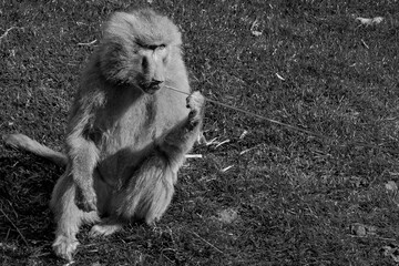 baboon sitting on the rock