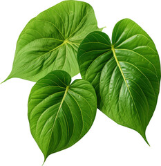 Poster - Large green leaves