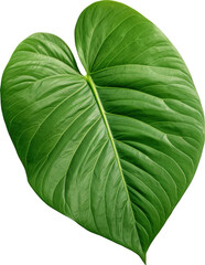 Poster - Large green leaf with veins