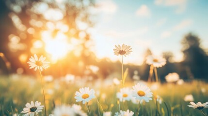 Wall Mural - Vibrant white daisies sway gently in a sunny field as golden hour casts a warm glow across the landscape