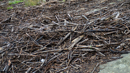 Poster - A pile of dead branches and twigs on the ground