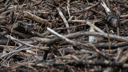 Poster - A pile of dead branches and twigs