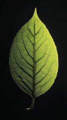 Poster - Close-up of a vibrant green leaf