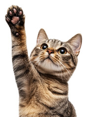 Curious cat raising paw in playful pose, cut out - stock png.