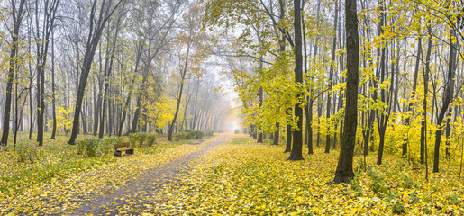 Wall Mural - park in autumn foggy day. footpath covered with dry fallen yellow leaves. panorama.