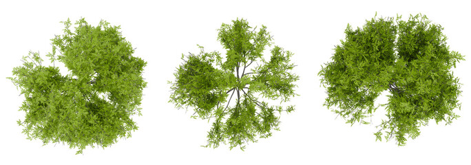 Poster - top view tree conllection PNG transparent background, 3d illustration rendering 