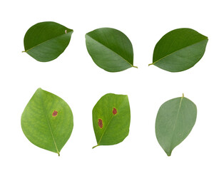 Poster - green leaves PNG transparent background, texture and leaf object design, real piacture manual dicut 
