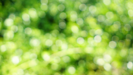 Wall Mural - Soft focus Green Abstract bokeh background Glittering aesthetic textured pattern