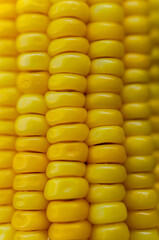 Corn seeds texture, macro, close up of raw yellow corn grains background