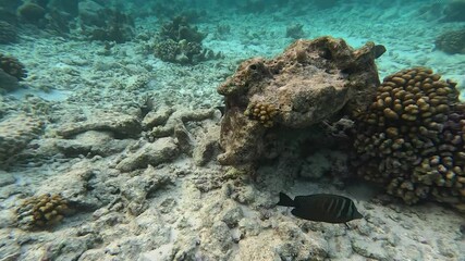 Wall Mural - Diving in shallow waters of the Maldives shows sandy seabed with stones and coral. Fish swim around in the clear water.