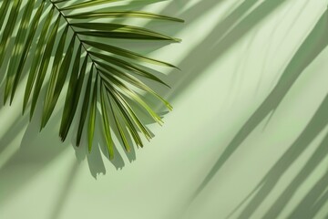 Wall Mural - A leafy green palm tree is the main focus of the image, with its shadow cast on a green background. Concept of tranquility and relaxation, as the palm tree and its shadow create a peaceful