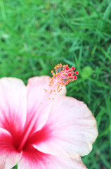 Wall Mural - closeup of white and gradient pink hibiscus stigma