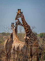 Wall Mural - giraffe is a large African hoofed mammal belonging to the genus Giraffa, South African Safari