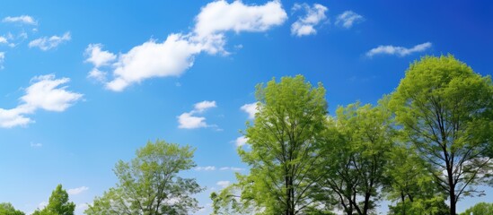 Sticker - Serene Blue Sky with Lush Green Treetops