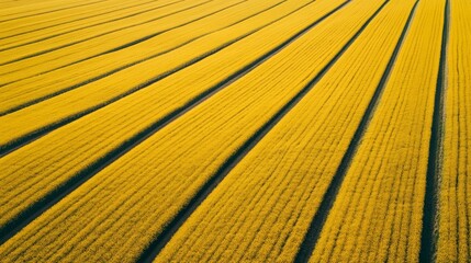 Stunning aerial view of a landscape transformed by the vibrant yellow blooms of rapeseed fields.