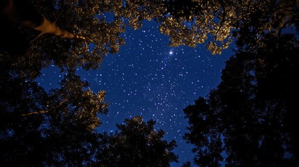 Night sky filled with twinkling stars