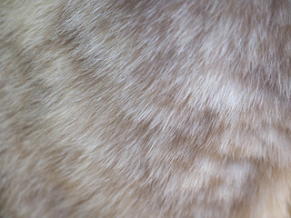 mix grey layer color cat fur