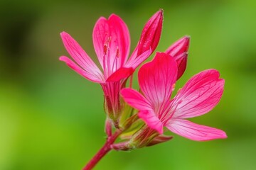 Vibrant pink geranium flowers in full bloom