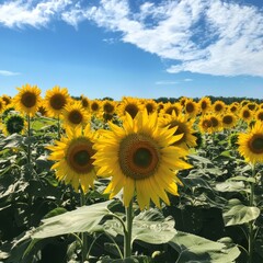 Poster - Bright yellow sunflowers in a field against a blue sky with white clouds.