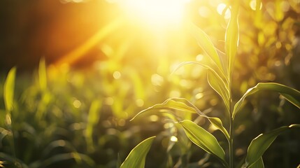 Poster - Bright Sunlight Through Green Leaves