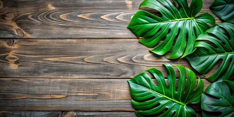 Lush Monstera leaves on weathered wooden boards evoking a tropical ambiance