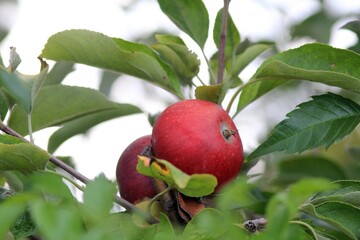 Apples ripening on a branch in the garden on a blurred background
