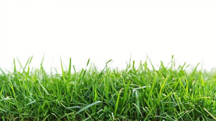 Healthy green grass on a plain white background