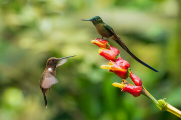 Poster - Brown inca (Coeligena wilsoni) in flight is a species of hummingbird found in forests between 1000 and 2800 m along the Pacific slope of the Andes from western Colombia to southern Ecuador. 4K 