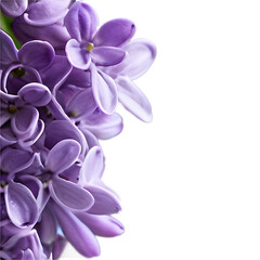 Poster - A_lilac_flower,_isolated_on_a_white_background,_showcasing_delicate_details_and_full_depth_of_field.