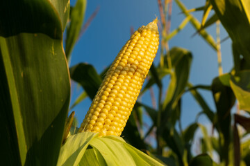 Wall Mural - A cob of corn on the stalk. A ripe ear of corn in a field at sunset.