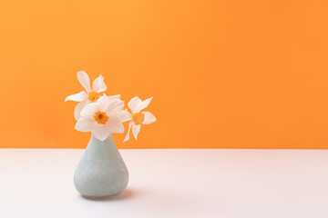 Vase with bouquet of white daffodil flowers in front of yellow background. Spring still life.