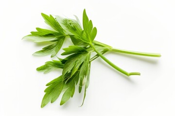 Wall Mural - A fresh Lovage isolated on white