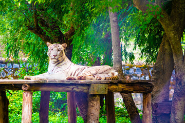 tiger in the zoo. clicked at Arignar anna zoological park. Vandalor, Chennai, Tamil Nadu, south India, India