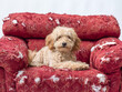 © stokkete - Cute Poodle relaxing on a ripped armchair