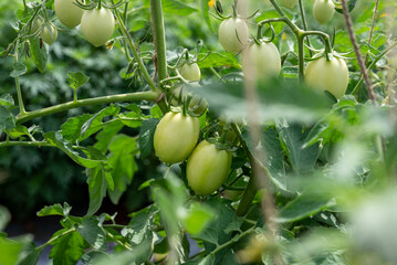 Green tomatoes (Solanum lycopersicum) growing in a greenhouse. tomato hanging on a branch. tomatoes plantation. Organic farming