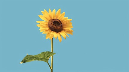 Wall Mural - A single sunflower against a blue background.