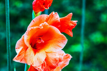 Wall Mural - Macro view of orange-red gladiolus petals growing in garden against blurred green background.