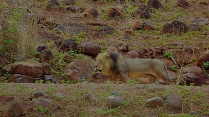 wild animal in chobe national park, botswana