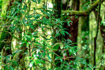 Close-up natural background of the forest atmosphere on top of Doi Inthanon in Chiang Mai, which is the highest and coldest area in Thailand. Tourists always like to come to see nature.