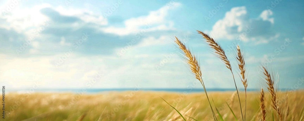 Wind sweeping across an open field, bending tall grass, breezy weather ...