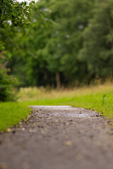 Wall Mural - Walking path by a forest and a grass field.