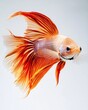 © Eyestetix Studio - the Betta fish, portrait view, white copy space on right, Isolated on white Background