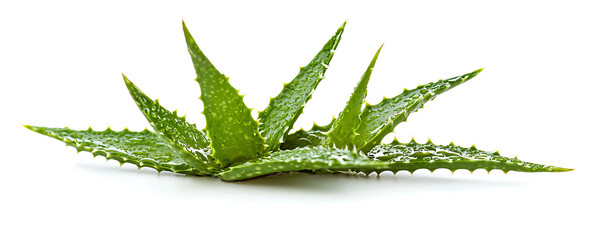 Aloe vera isolated on white background