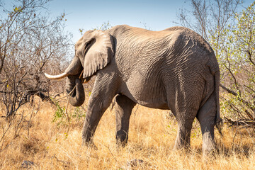 The African bush elephant, Loxodonta africana, also known as the African savanna elephant. Kruger Park Big five Safari